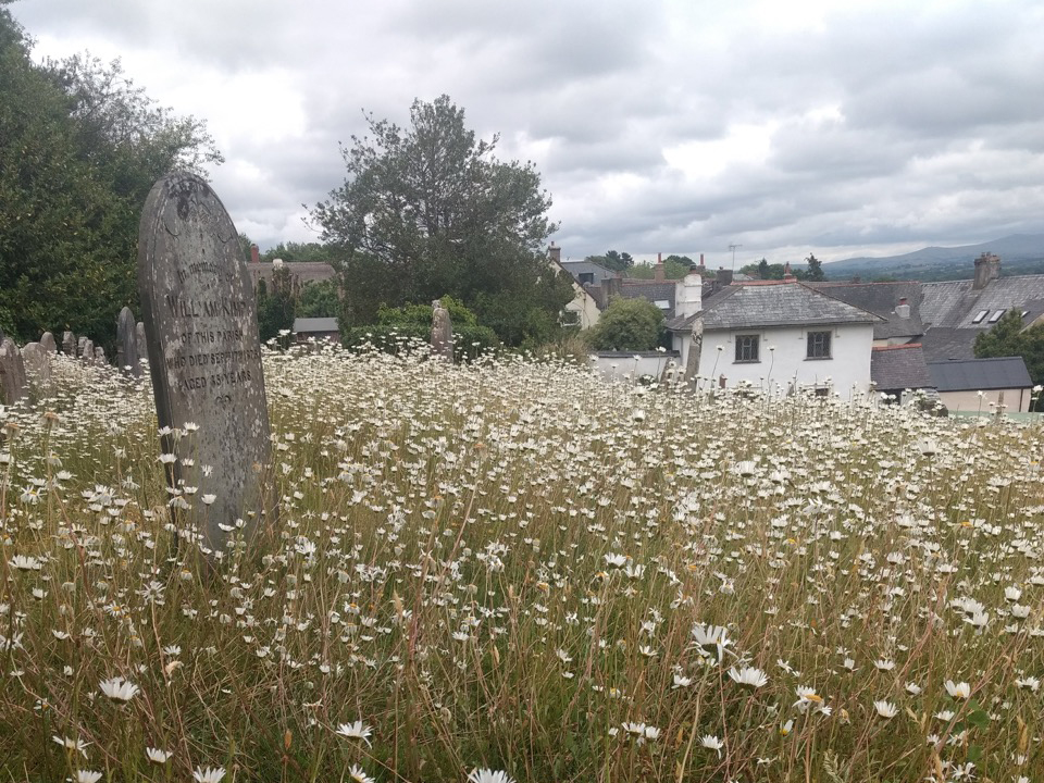 Hatherleigh Churchyard Wildflower Project 1